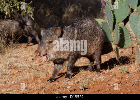 Collared Peccary Tayassu tajacu Tucson, Pinal County, Arizona, United States 1 December Adult Stock Photo