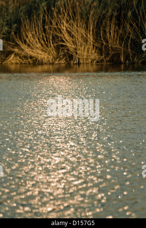 Reed beds in evening sun at Mogan Lake in Golbasi near Ankara Stock Photo