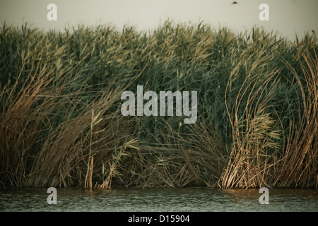 Reed beds in evening sun at Mogan Lake in Golbasi near Ankara Stock Photo