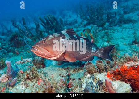 Endangered Red Grouper, Epinephelus morio, in Palm Beach County, Florida, United States Stock Photo