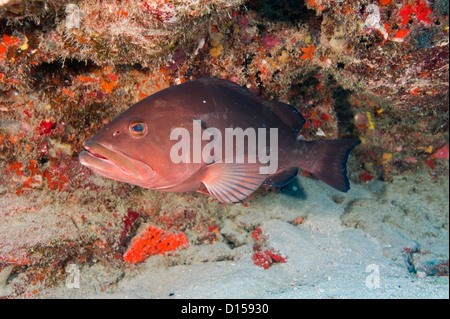 Endangered Red Grouper, Epinephelus morio, in Palm Beach County, Florida, United States Stock Photo