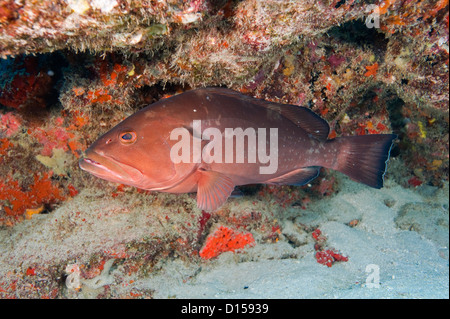 Endangered Red Grouper, Epinephelus morio, in Palm Beach County, Florida, United States Stock Photo