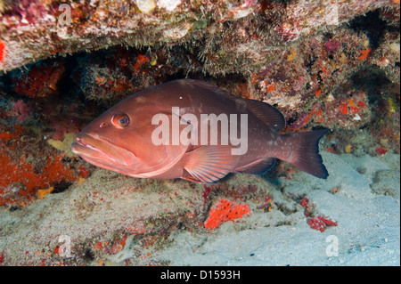 Endangered Red Grouper, Epinephelus morio, in Palm Beach County, Florida, United States Stock Photo