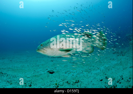 An endangered Goliath grouper, Epinephelus itajara, swims near a shipwreck in Palm Beach County, Florida, United States Stock Photo