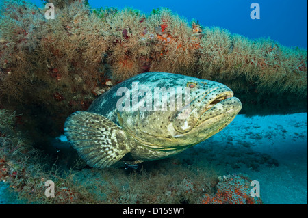An endangered Goliath grouper, Epinephelus itajara, swims near a shipwreck in Palm Beach County, Florida, United States Stock Photo