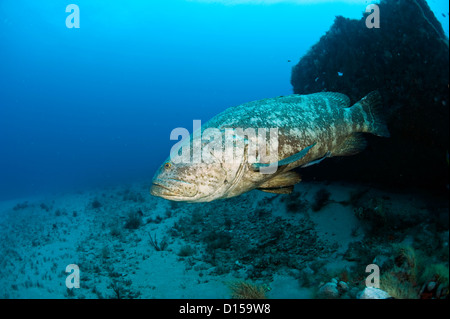 An endangered Goliath grouper, Epinephelus itajara, swims near a shipwreck in Palm Beach County, Florida, United States Stock Photo