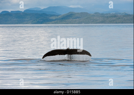 A Humpback whale, Megaptera novaeangliae, swims in the calm waters offshore Vancouver Island, British Columbia,  Canada Stock Photo
