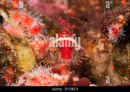 A Scalyhead sculpin, Artedius harringtoni, rests on a bed of strawberry anemones in Campbell River, Vancouver Island, British Co Stock Photo