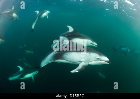 Pacific White-sided Dolphins, Lagenorhynchus obliquidens, swim near Johnstone Strait, British Columbia, Canada. Stock Photo