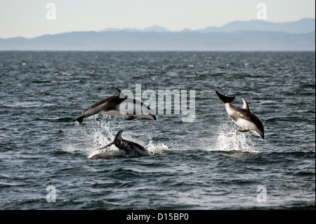 Pacific White-sided Dolphins, Lagenorhynchus obliquidens, jump near Johnstone Strait, British Columbia, Canada. Stock Photo