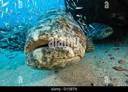 An endangered Goliath grouper, Epinephelus itajara, swims near a shipwreck in Palm Beach County, Florida, United States Stock Photo