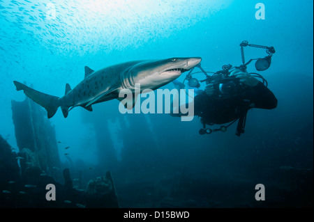 A scuba diver swims near a a Sand Tiger Shark, Carcharias taurus, on the Carib Sea shipwreck offshore Morehead City, NC Stock Photo