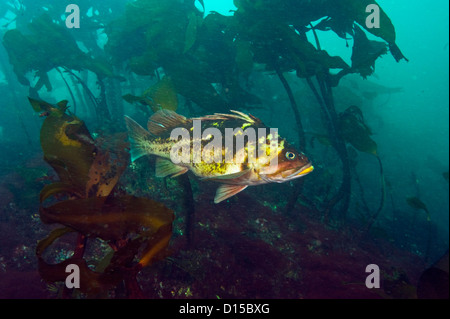 A Copper Rockfish, Sebastes caurinus, hides among the kelp of Browning Passage in Vancouver Island, British Columbia, Canada Stock Photo