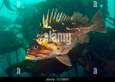 A Copper Rockfish, Sebastes caurinus, hides among the kelp of Browning Passage in Vancouver Island, British Columbia, Canada Stock Photo