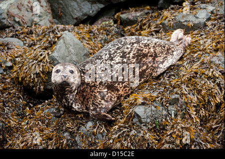 A Harbor Seal, Phoca vitulina, rests on the shoreline of Quadra Island, British Columbia, Canada. Stock Photo