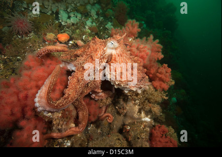 Giant Pacific Octopus, Enteroctopus dofleini, clings to corals on sponges on Browning Wall, Vancouver Island, British Columbia, Stock Photo