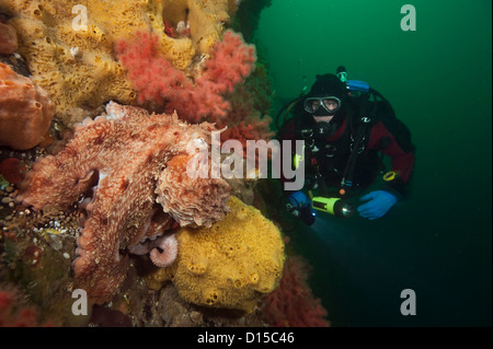 Scuba diver encounters a Giant Pacific Octopus, Enteroctopus dofleini, on Browning Passage in Vancouver Island, British Columbia Stock Photo