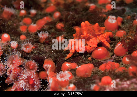 A  Puget Sound King Crab, Lopholithodes mandtii, rests among Strawberry Anemones in Vancouver Island, British Columbia Canada Stock Photo