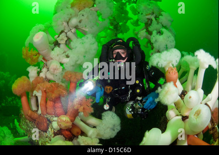 The wreck of the HMCS Saskatchewan is a popular destination for scuba divers in Nanaimo, Vancouver Island, British Columbia. Stock Photo