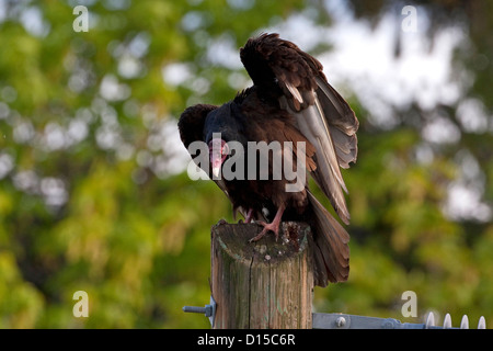 Turkey Vulture (Cathartes aura) perched on telegraph pole at Nanaimo, Vancouver Is, BC, Canada in April Stock Photo