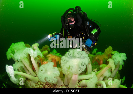 The wreck of the HMCS Saskatchewan is a popular destination for scuba divers in Nanaimo, Vancouver Island, British Columbia. Stock Photo