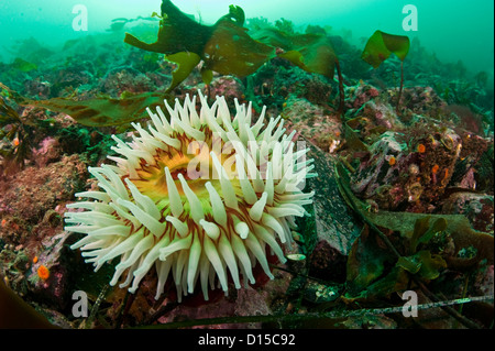 The Fish-Eating Anemone, Urticina piscivora, is a common anemone species in Browning Passage in Vancouver Island, British Columb Stock Photo