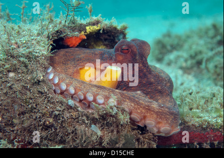 A Common Octopus, Octopus vulgaris, photographed on the bottom of the Lake Worth Lagoon in Singer Island, Florida, United States Stock Photo