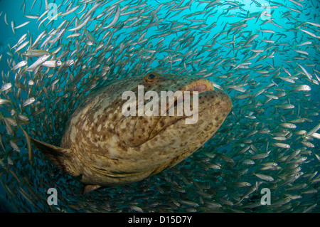 Minnows hi-res stock photography and images - Alamy