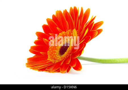 red gerbera flower closeup on white background Stock Photo