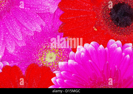 gerbera flower close up background Stock Photo