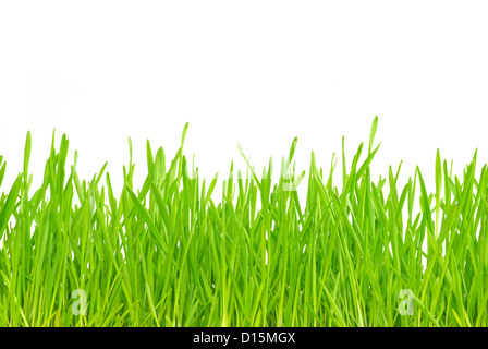 green grass isolated on white background Stock Photo - Alamy