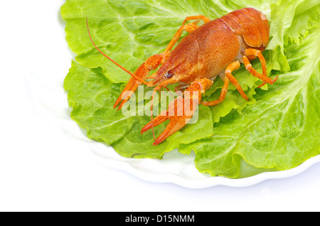 Hot boiled crayfish on white background Stock Photo