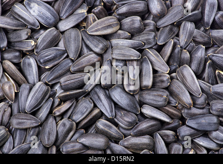 Sunflower seeds for backgrounds or textures Stock Photo