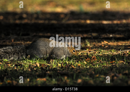 Grey squirrel UK foraging on the ground Stock Photo