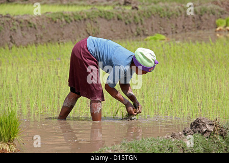 Malagasy Woman Planting Rice in Paddy Fields Near Ambositra, Madagascar, Africa. Stock Photo