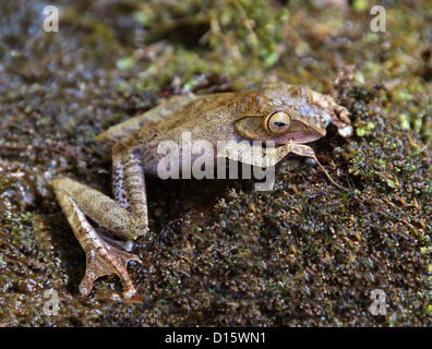 Bright-eyed Madagascan Tree Frog, Boophis madagascariensis, Boophinae, Mantellidae, Anura, Amphibia. Madagascar, Africa.