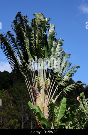 Traveller's Palm, Ravenala madagascariensis, Strelitziaceae. Ranomafana National Park, Madagascar, Africa. Stock Photo