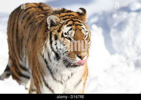 Siberian tiger (Panthera tigris altaica) in winter Stock Photo