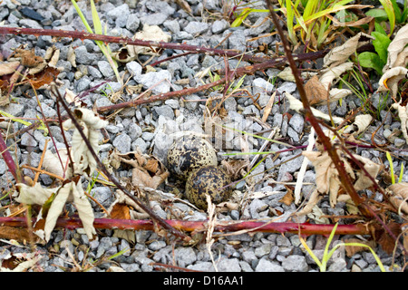 Killdeer nest with eggs Stock Photo