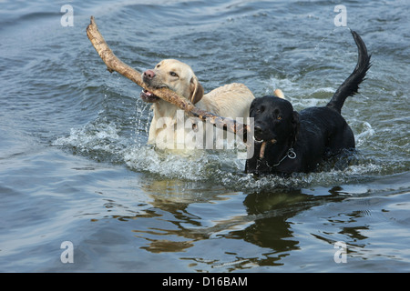 Playing dogs, Canis lupus familiaris, Feldberg, Feldberger Seenlandschaft, Mecklenburg-Vorpommern, Germany Stock Photo