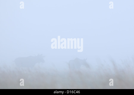 Bull Elk (Alces alces) is approaching female at mating time. Europe Stock Photo