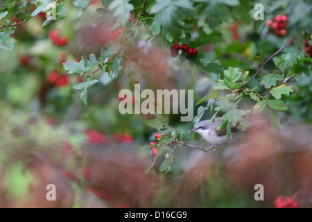 Lesser Whitethroat (Sylvia curruca) with a little insect. Europe Stock Photo