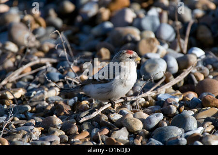 Aldeburgh, Suffolk, UK. Sunday 9th December 2012. A rare Hornemann's Arctic Redpoll ( Carduelis Hornemanni) appears on the beach. A rare visitor to the UK, the bird breeds in the high Arctic. Alamy Live News Stock Photo