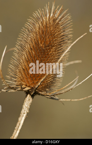 Teasel seed head in close-up Stock Photo