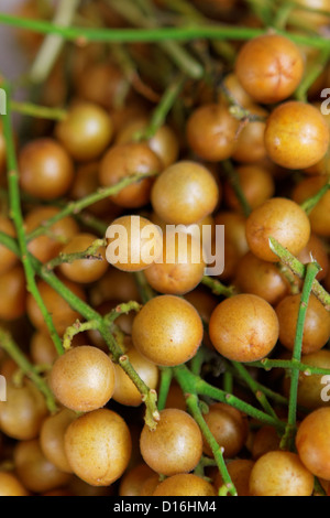 Longan on the green tree Stock Photo