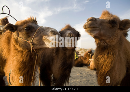 Three camels in the Taklamakan desert, near Hetian waiting for the caravan to take off. Stock Photo