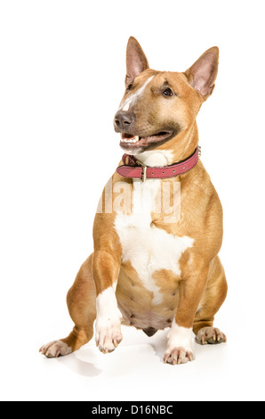 Beautiful female miniature Bull terrier sitting, smiling and lifting a paw. Isolated on white background. Stock Photo