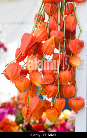 Dried orange Chinese Lantern flowers on display Stock Photo