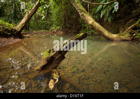 Small river in the premontane humid tropical rainforest in Burbayar nature reserve, Panama province, Republic of Panama Stock Photo