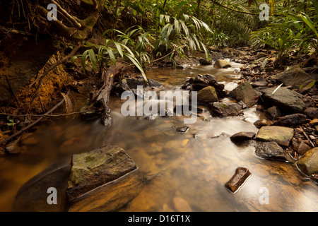 Small river stream in the rain forest at Burbayar nature reserve, Panama province, Republic of Panama. Stock Photo